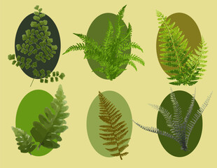 Set of fern leaves on a green circle