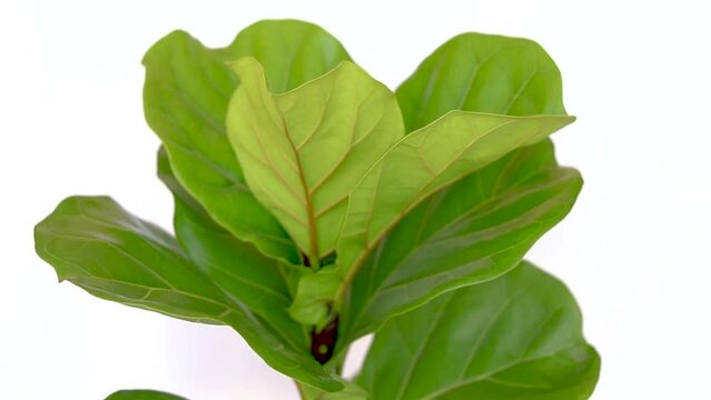 Fiddle leaf fig tree on white isolated background