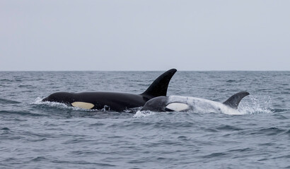 Orcas, killer whales, orcinus orca, white orca 