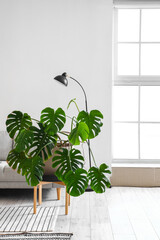 Interior of light living room with sofa, lamp and Monstera houseplant
