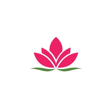 pink lotus flower