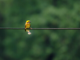 A Baya Weaver Bird sitting on a Electric Cable.
