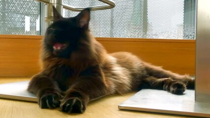 Big black and brown Maine Coon cat panting while resting on the floor