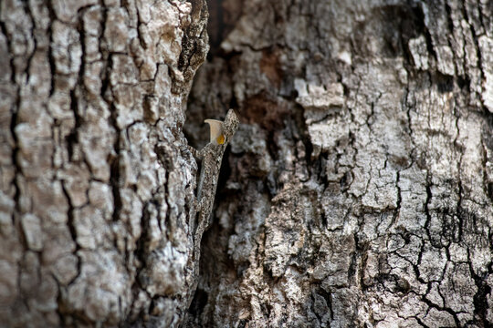 Flying lizards. Flying dragon. A flying dragon (Draco volans) is disguised on the trunk of a tree and show beautiful neck skin, Lizard merged with trees color