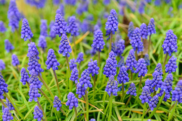 Beautiful hyacinth flowers blooming outdoors, closeup