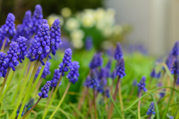Beautiful hyacinth flowers blooming outdoors, closeup