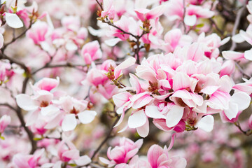 Fototapeta na wymiar Spring time - magnolia
