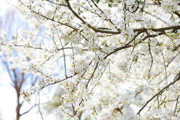Tree with blooming white flowers outdoors, closeup