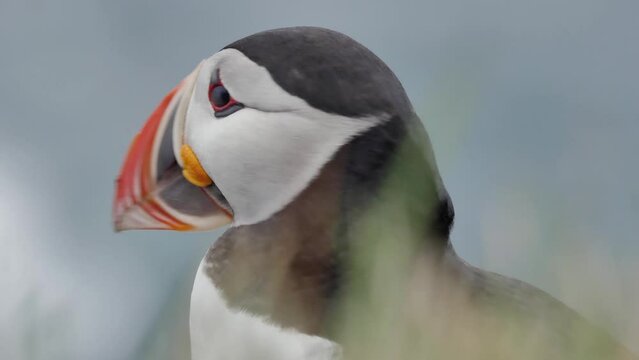 Puffin in Iceland opening its beak and looking at the sky with curiosity