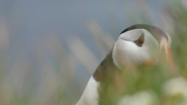 Close up of a puffin in Iceland on a windy day with green grass moving on the foreground