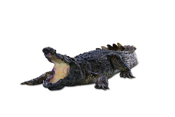 The crocodile's head and body have strong front legs. . On a white background.with	