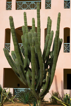 Green cereus repandus cactus details under the bright light. Giant cactus pictured at sunrise. 