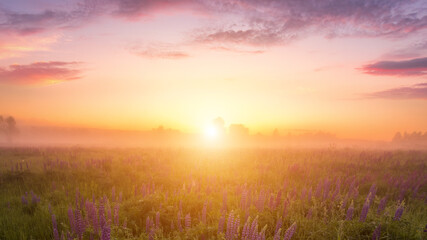 Fototapeta na wymiar Sunrise on a field covered with flowering lupines in spring or early summer season with fog, cloudy sky and trees.