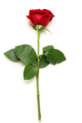 Obraz premium Beautiful red rose on white background