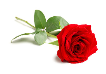 Fototapeta premium Beautiful red rose on white background