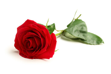 Beautiful red rose on white background