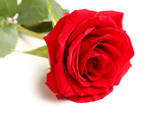 Beautiful red rose on white background