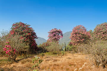 Beautiful view of blooming Rhododendron flowers, Rhododendron niveum tree in Sikkim, an evergreen shrub or small tree, flowers are held in a compact ball above the leaves. State tree of Sikkim, India.