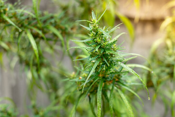 Marijuana bouquet,  fresh Marijuana plant on green background, close up on Marijuana plant , Cannabis plant, Marijuana flowers branch.