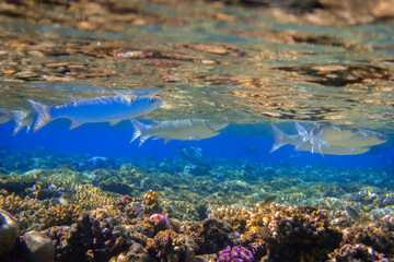 silver fishes near the surface over colorful corals in the red sea egypt detail view