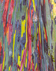 Closeup of Patterns in the Trunk of a Rainbow Eucalyptus Tree (Eucalyptus deglupta), Kauai, Hawaii,...
