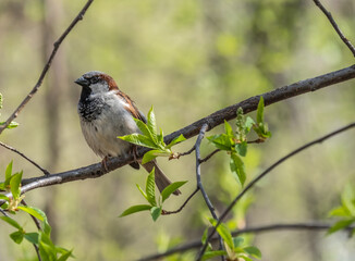 A sparrow on a bush branch in close-up.