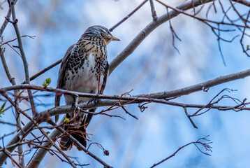 A European blackbird bird on a tree branch in close-up.