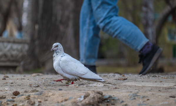 A pigeon walks on the ground next to a man.