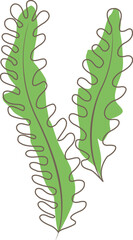 Tropical leaf, monstera, palm leaf, coconut leaf illustration for tropical forest and summer garden style.