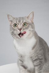 Fototapeta na wymiar American Shorthair cat, close-up shot indoors, clean background