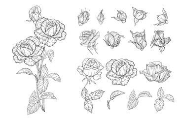 Vector set of flower compositions with rose flowers