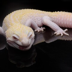 leopard gecko lizard,black background, eublepharis macularius