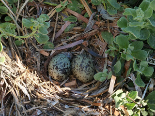 Green speckled eggs of the Silver Gull.
