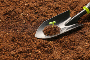 Shovel with heap of soil and green seedling outdoors