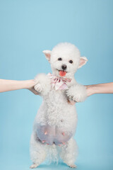 Pregnant white poodle wearing a tie, indoors, clean blue background