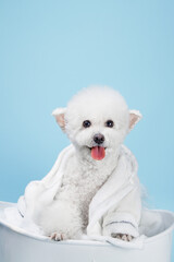 White poodle bathtub wearing bath towel, indoors, clean blue background