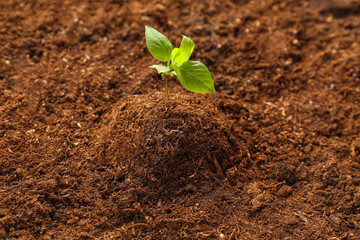 Green seedling growing in garden outdoors