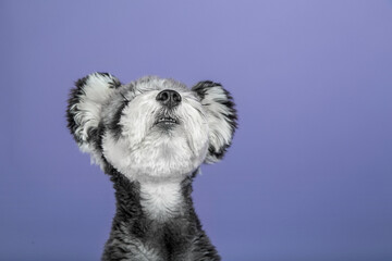 Studio shot of schnauzer dog(Schnauze), cute image, clean background, closeup