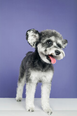 Naklejka na ściany i meble Studio shot of schnauzer dog(Schnauze), cute image, clean background, closeup