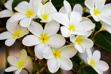 Fototapeta na wymiar White Plumeria Obtusa flowers in bloom, tropical plant as a background at natural light