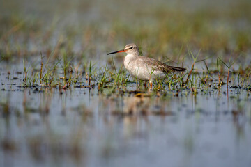 Godwit bird resting in the plumage with use of selective focus 