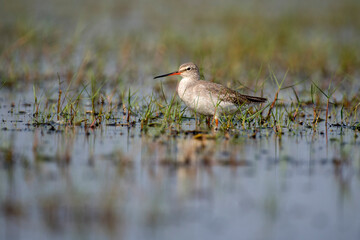 Godwit bird resting in the plumage with use of selective focus 