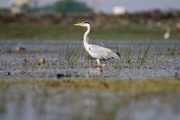 Grey heron bird in its habitat. Close up, selective focus.