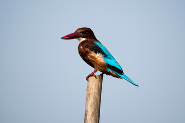 Kingfisher resting on a pole with use of selective focus