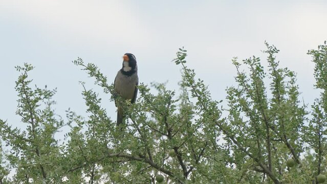 Golden billed saltator bird balances perched on small leaf tree branch