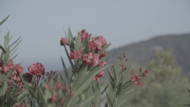 Red flowers waving in the wind in slowmotion in green fields on a sunny day LOG