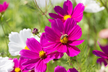 Field of flowers with beautiful delicate and filigree cosmea flowers in magenta and white