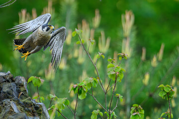 Peregrine Falcon 
