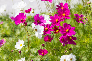 Field of flowers with beautiful delicate and filigree cosmea flowers in magenta and white
