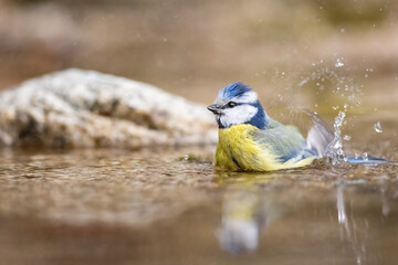 Eurasian blue tit(Cyanistes caeruleus) bathes. Small songbird with mirror reflection in water surface.